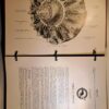 Extreme Rare Manual Dacota DC-3 - October 1944 - OVERHAUL MANUAL Twin Wasp Douglas C3 and C4 Engines. - Image 3